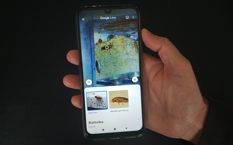 Análisis de apps móviles para la identificación de insectos